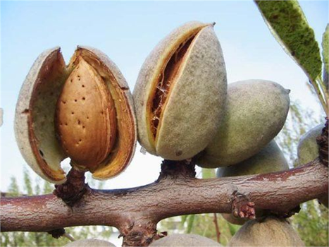 Badem İçkurdu ile Mücadele!