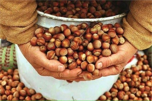 2024-2025 Sezonu Fındık Alım Fiyatları Açıklandı!