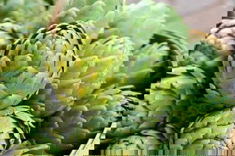 Enginar Kurdu ile Mücadele!