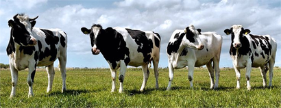 Desteklemeler Ödeniyor!