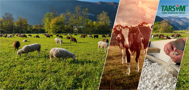 ÇİFTÇİLERİN TARIM SİGORTASI MALİYETİNE DESTEK!