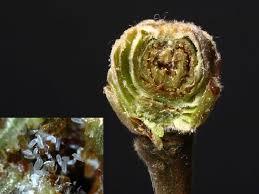 Fındıkta Kozalak Akarı ile Mücadele!