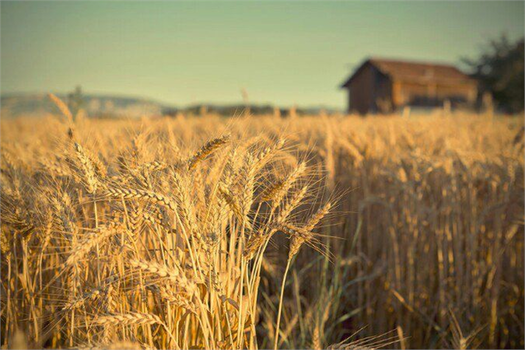 Desteklemeler Ödeniyor!