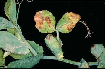 Bezelyede Mildiyö ile Mücadele!