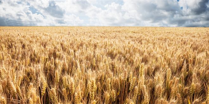 TMO, 2025 Yılı Hububat Alım Fiyatlarını Açıkladı!