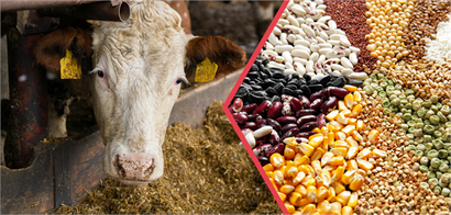 Yaklaşık 345 Milyon Liralık Tarımsal Destekleme Ödemesi Hesaplara Aktarılıyor!