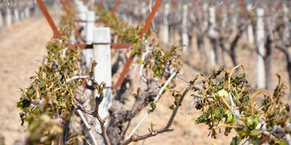 Zirai Don Desteklemeleri Ödeniyor!